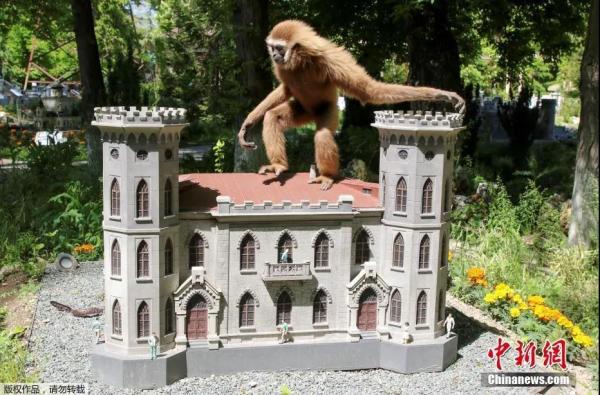 资料图：当地时间5月24日，克里米亚巴赫奇萨莱的一个微型公园里，平时看起来小巧可爱的动物们变成穿行于“城市”之间的“大怪兽”。