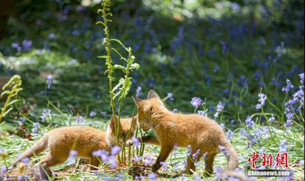 资料图：两只狐狸幼崽正在刚刚盛开的风铃草间快乐玩耍。图片来源：IC photo