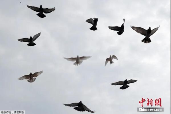 资料图：鸽子在古巴哈瓦那上空飞翔。