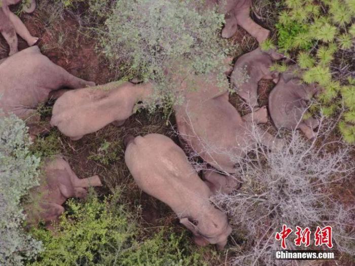 资料图：监测到的象群。 云南省森林消防总队供图