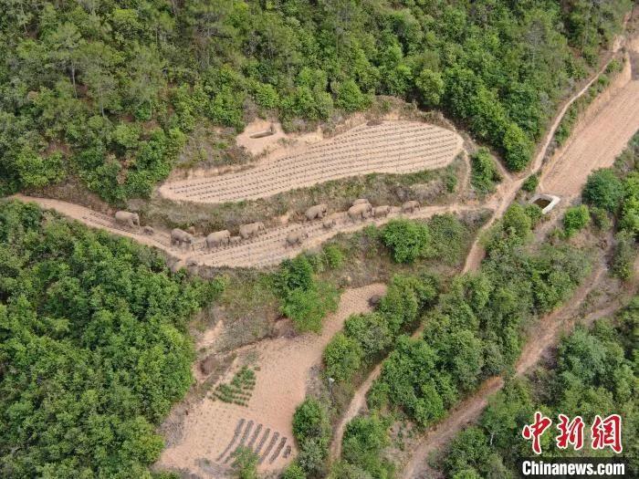 资料图：监测到的象群。云南省森林消防总队供图