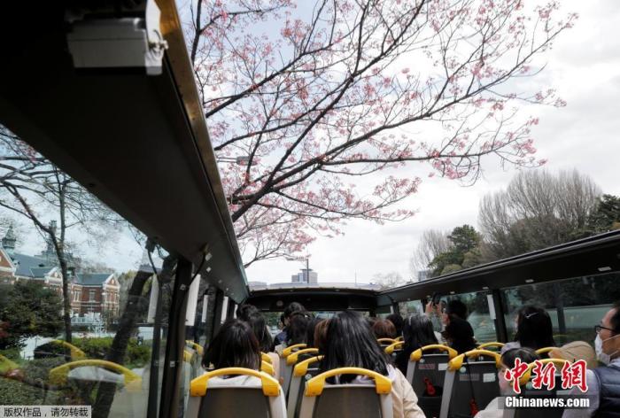 当地时间3月22日，日本东京解除紧急状态，旅游业逐步恢复，民众戴口罩搭乘观光车赏樱花。