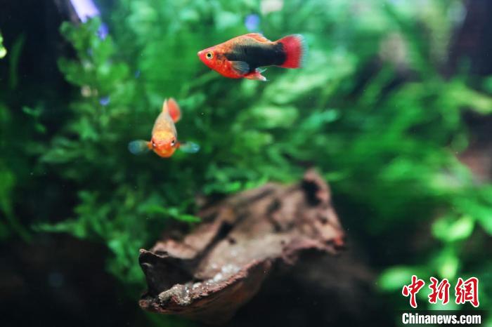 海洋生物在水中自由自在游弋。 泱波 摄 海洋生物在水中自由自在游弋。 泱波 摄