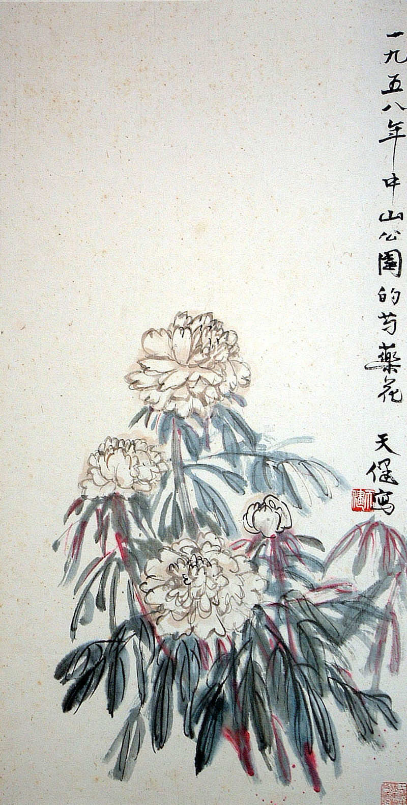 贺天健《中山公园的芍药花》1958年 105×54
