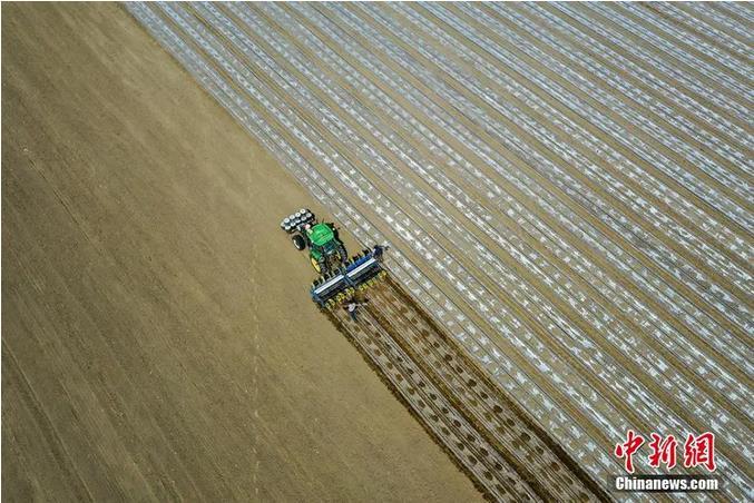 资料图：2021年4月，博湖县种植棉花7万余亩，预计4月底播种工作全面完成。年磊 摄