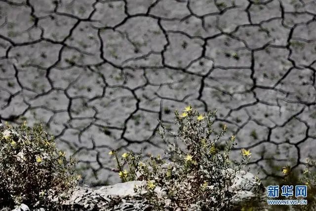 “诡异”高温席卷北美：加州遭严重旱灾多地进入紧急状态 影响有多大？