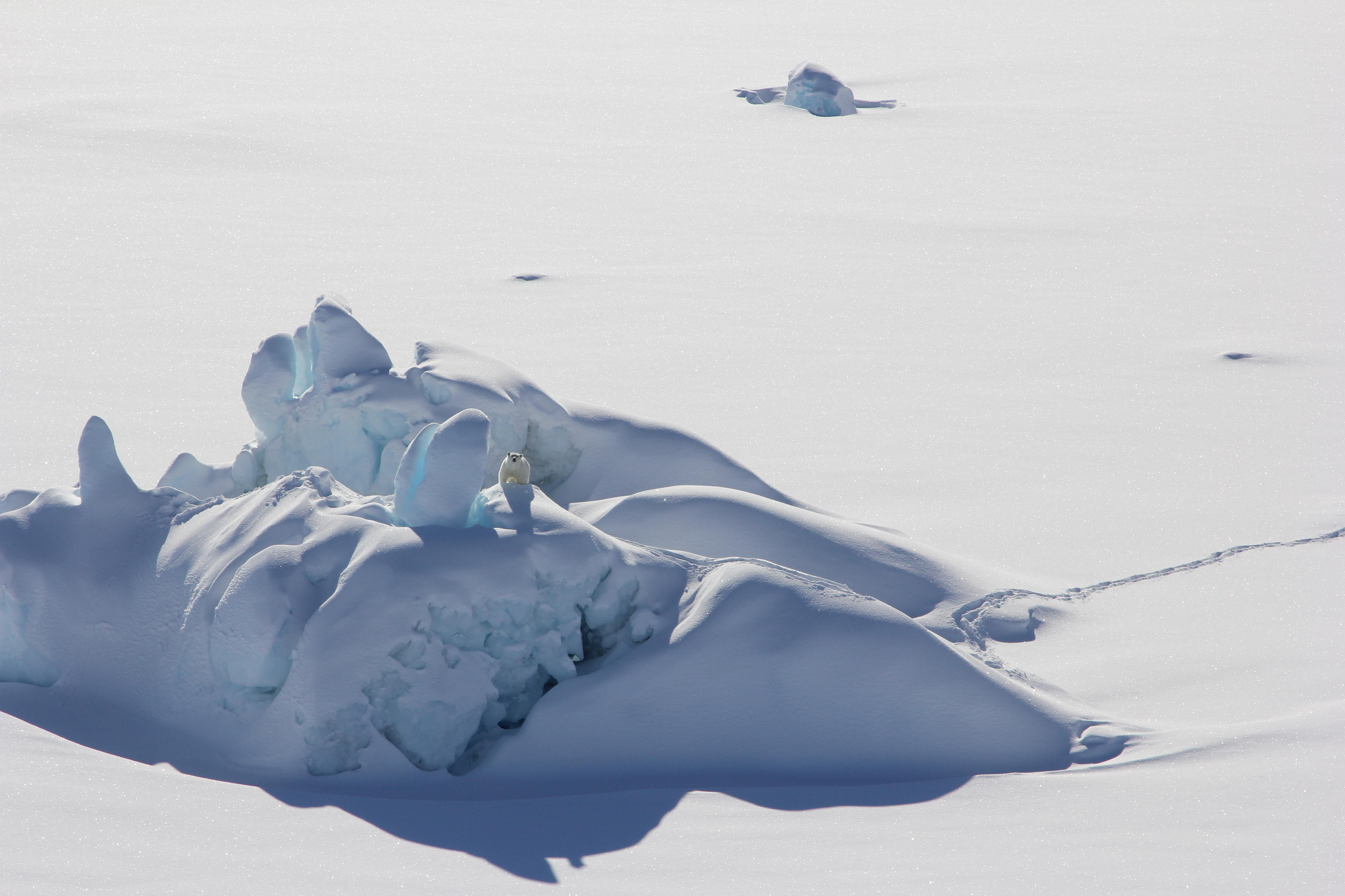 2016年3月格陵兰北部一块厚厚的海冰上停着一只北极熊。夏季冰盖消失，这些较厚较古老的海冰便无法再完全保护较大的区域。