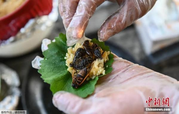 美国华盛顿的一名厨师从捕捉到制作全部亲力亲为，抓捕来的蝉经过大火炒制，做成了蝉肉寿司。