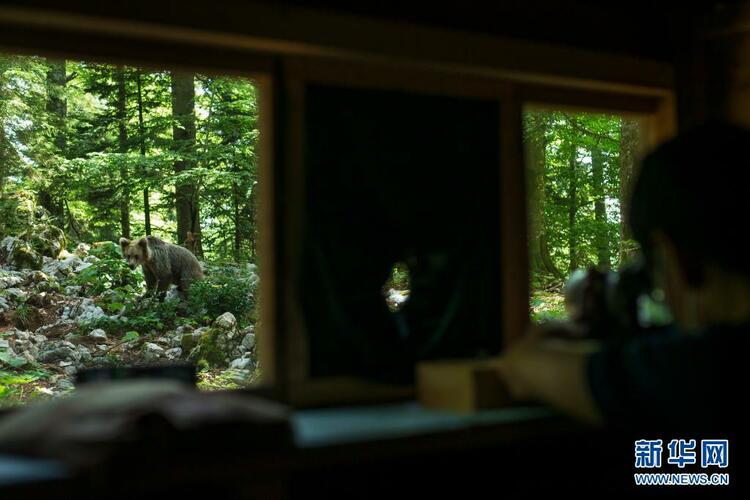 在斯洛文尼亚观熊小屋体验人与野生动物和谐共处