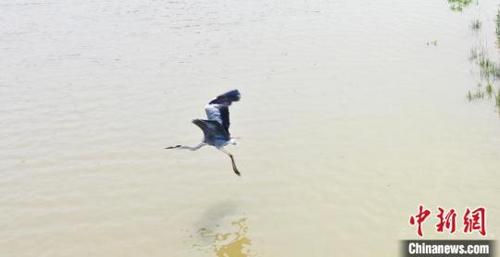 中国侨网鸟儿在南宫湖湿地公园飞翔。田威摄