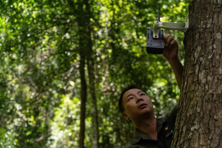 王斌和同事在森林里检修设置在树上的红外线照相机