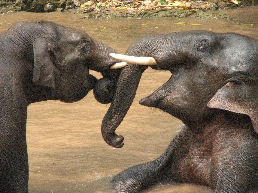 勐养子保护区里的大象