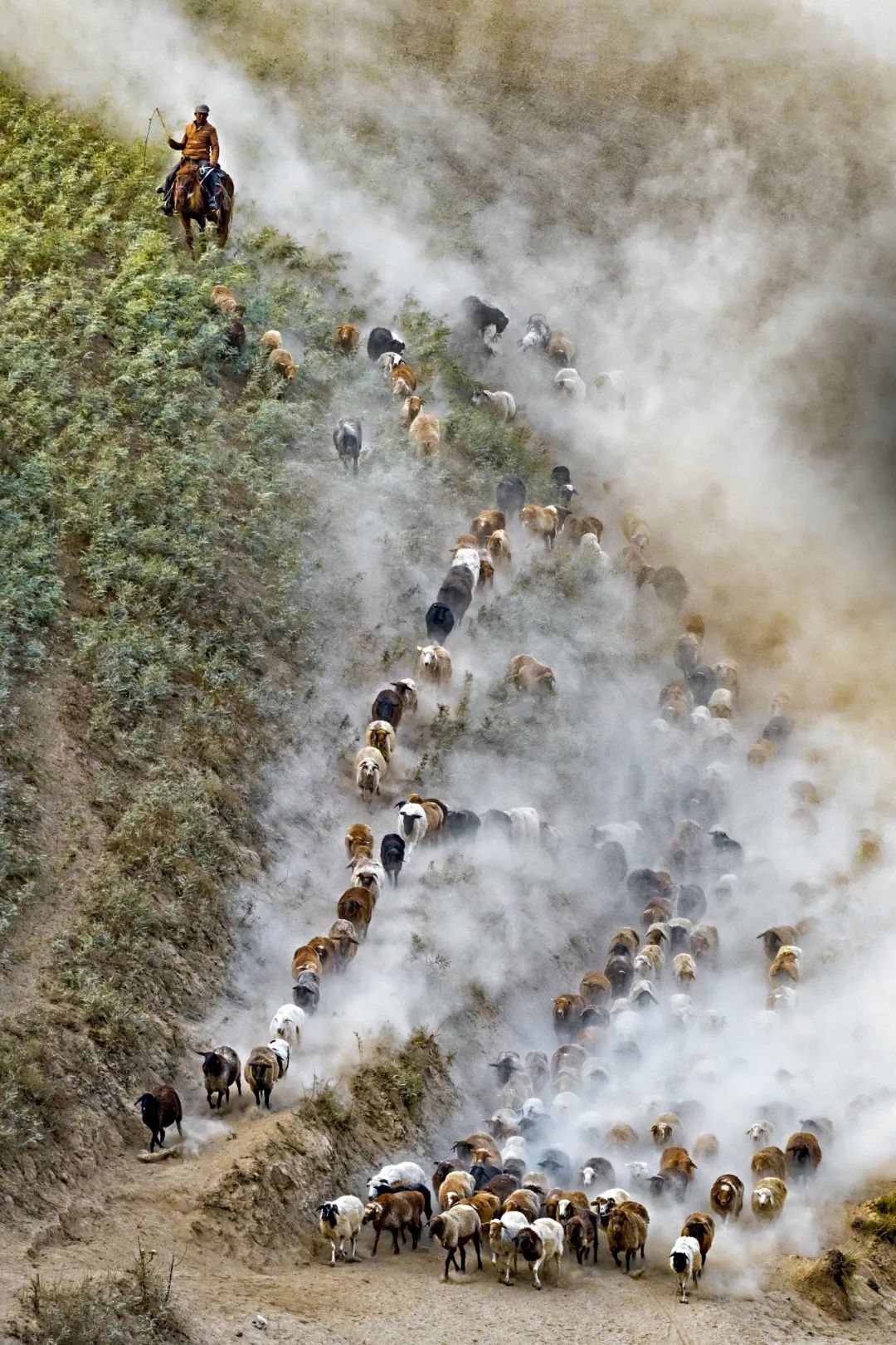 ▲ “腾云驾雾”的羊群，奔跑在伊犁山谷之间。摄影/赖宇宁