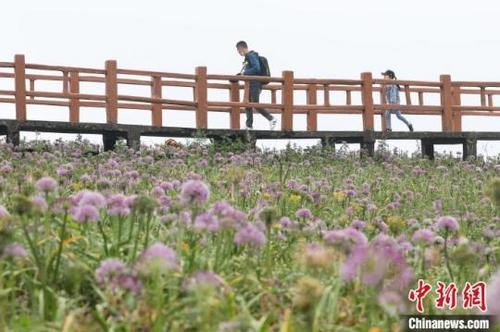 中国侨网8月27日，游客在赫章县阿西里西·韭菜坪景区游玩。瞿宏伦摄