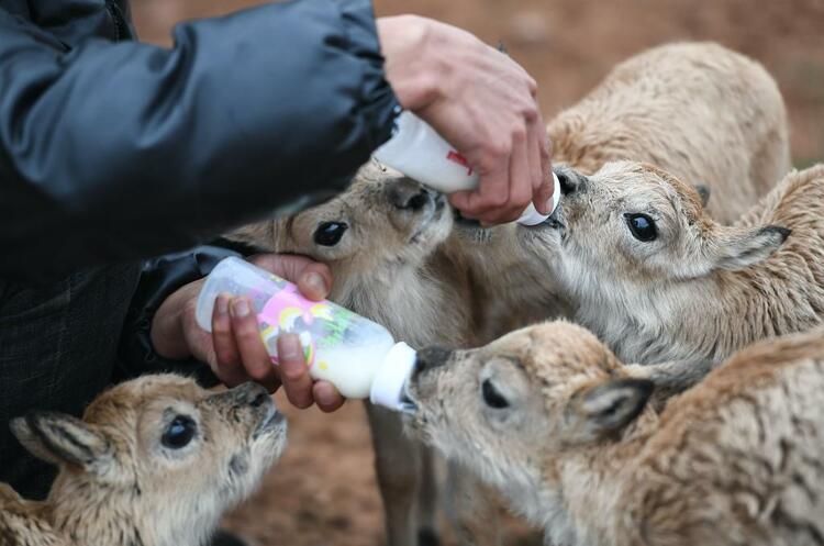可可西里藏羚羊数量“涨”至7万多只