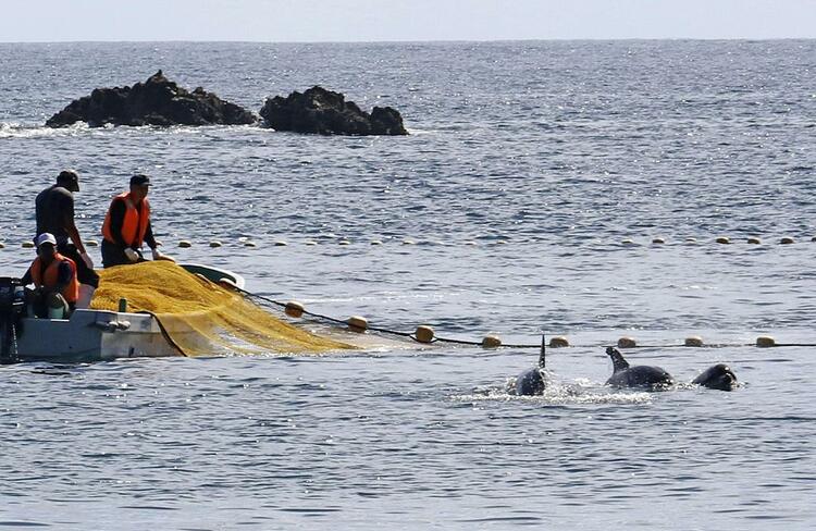 日本开始年度海豚捕猎活动：首日捕获10头 拟卖给水族馆