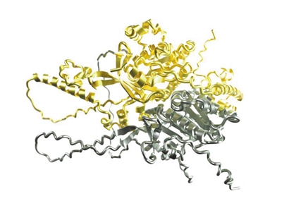 人工智能预测了两种蛋白质如何形成参与酵母DNA修复的复合体。 本文图片 科技日报