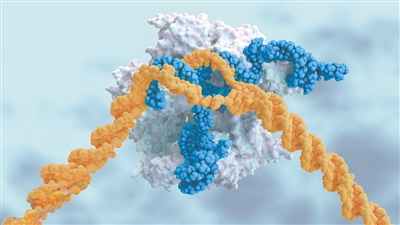来自CRISPR注射的引导RNA（蓝色）将DNA切割酶（白色）引导至其目标（橙色）。