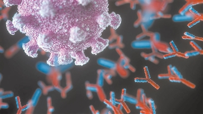 艺术家描绘的单克隆抗体（红色和蓝色）攻击新冠病毒（紫色）的概念图。