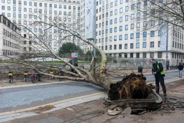 2月18日，英国伦敦的一棵大树被吹倒在地。来源：新华社