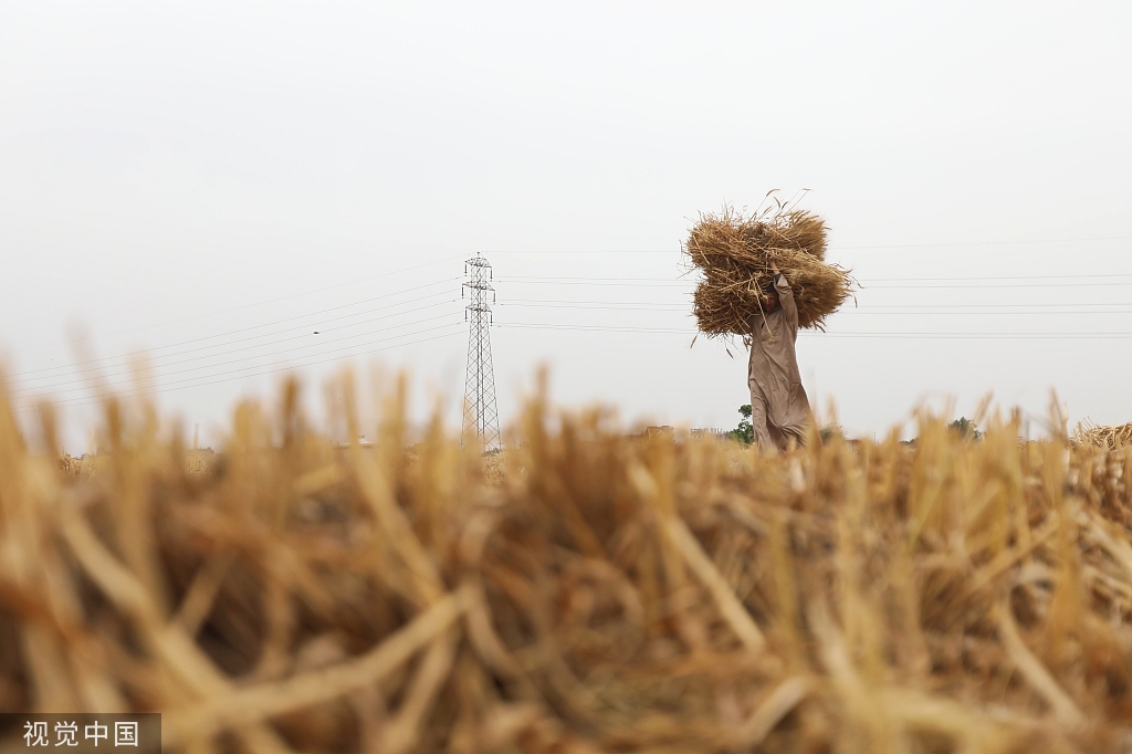 当地时间2022年5月14日，埃及米努夫省，农民在田间收割丰收的小麦。视觉中国 资料图
