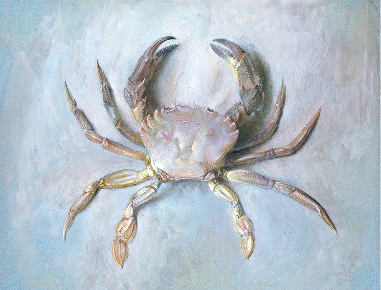 约翰·拉斯金（1819-1900），《螃蟹习作》