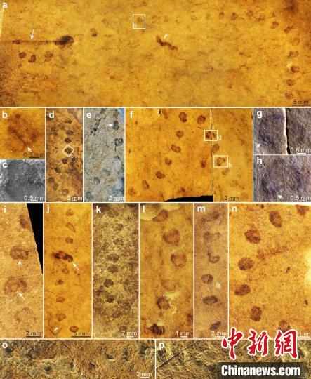 基本不具光晕结构的Horodyskia moniliformis标本。 南古所 供图 基本不具光晕结构的Horodyskia moniliformis标本。 南古所 供图