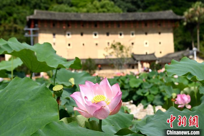 中国侨网6月25日,位于福建省漳州市南靖县的云水谣景区迎来了荷花盛放期,朵朵荷花在和贵楼、怀远楼前的荷塘中绽放,吸引不少游客前来观赏。