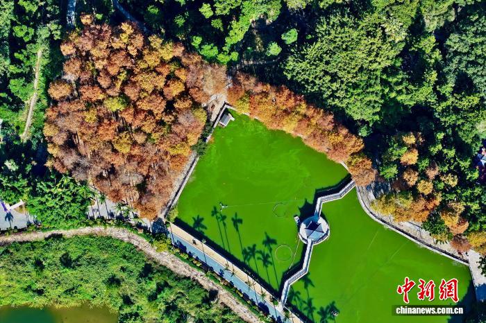 中国侨网12月29日，空中俯瞰福州国家森林公园“换装”变红的水杉林。红透的水杉林如天然调色盘，绘就冬日别致风光。（无人机照片）中新社记者 王东明 摄