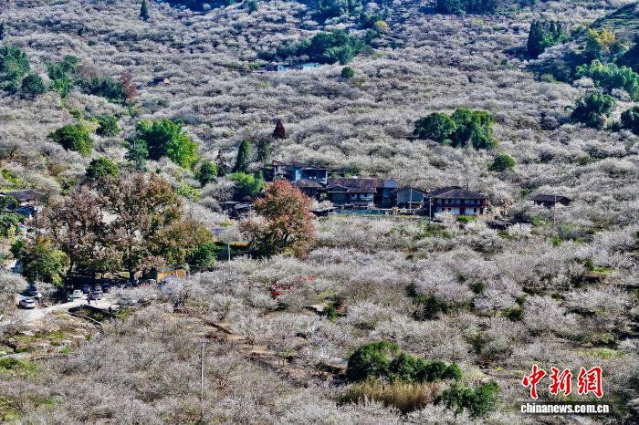 中国侨网1月4日，航拍福建省永泰县万亩梅林。近日，永泰万亩梅林迎来盛花期，漫山遍野的梅花次第绽放，如雪似霞，将冬日的山野装点得诗意盎然，吸引众多游客前来踏香赏梅。（无人机照片）中新社记者 王东明 摄